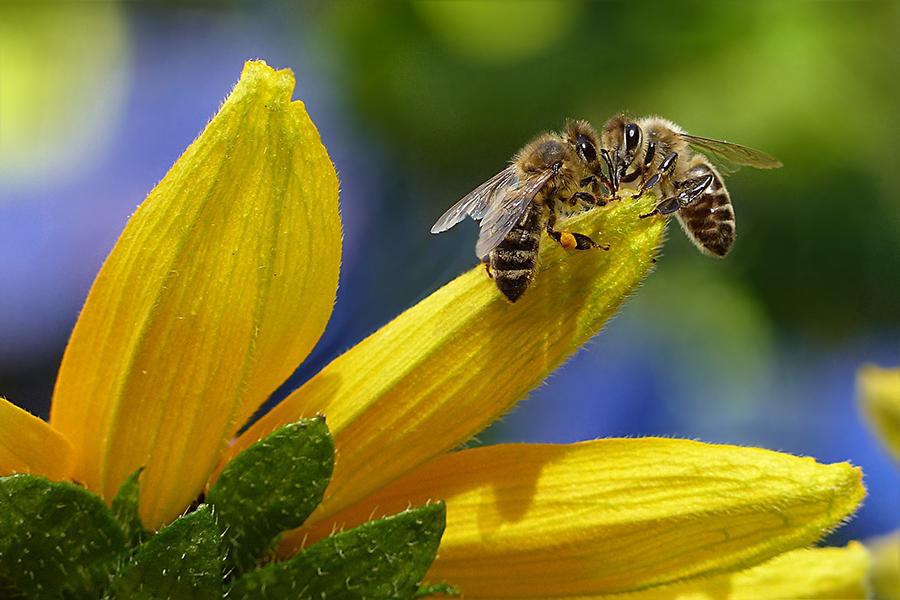 Two+honeybees+meet+on+a+dandelion+petal.+Bees+such+as+those+featured+above+are+crucial+for+flower%2C+fruit%2C+and+crop+pollination+nationwide.
