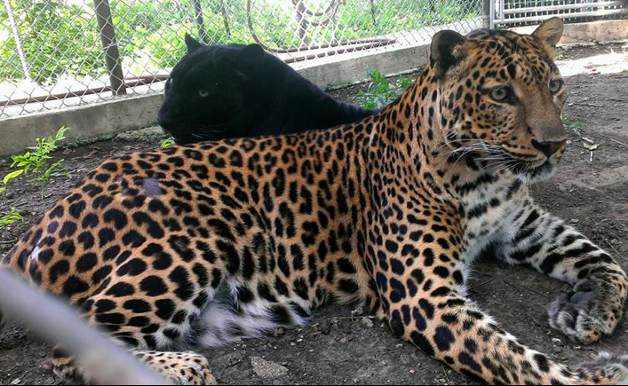 An outbreak of the distemper virus is threatening many of the rescued big cats at In-Sync Exotics in Wylie.  Among those threatened, the schools mascot Jett the leopard.