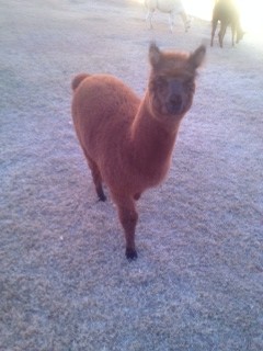 Many students have strayed from popular pets like a dog or cat, and instead have alpacas or peacocks.