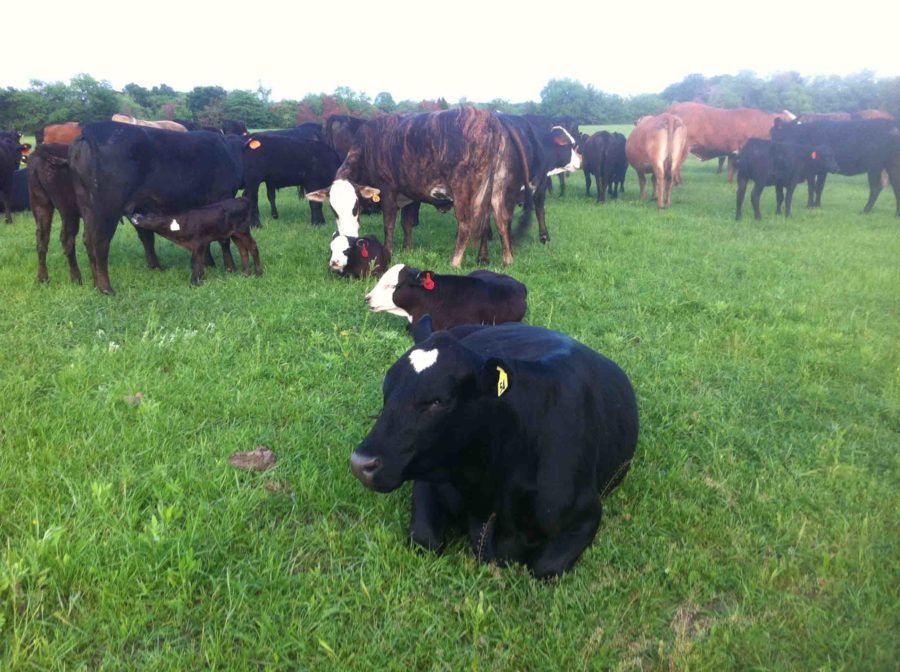 The Kelly family keeps dozens of cows on the farm, where they raise and sell cows for beef.