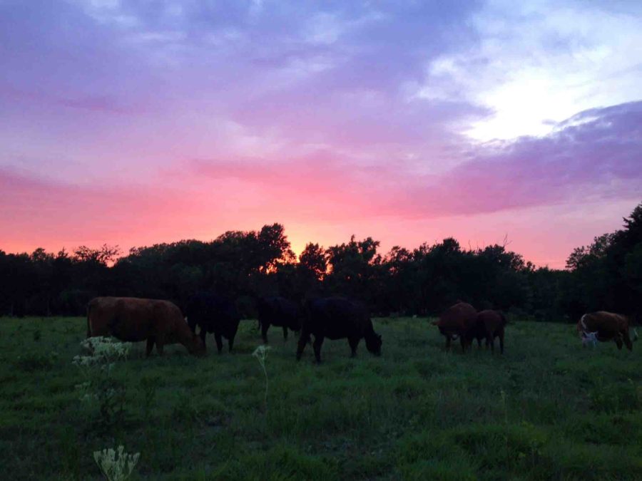 The sun sets over several grazing cows on the Kelly Family Farm
