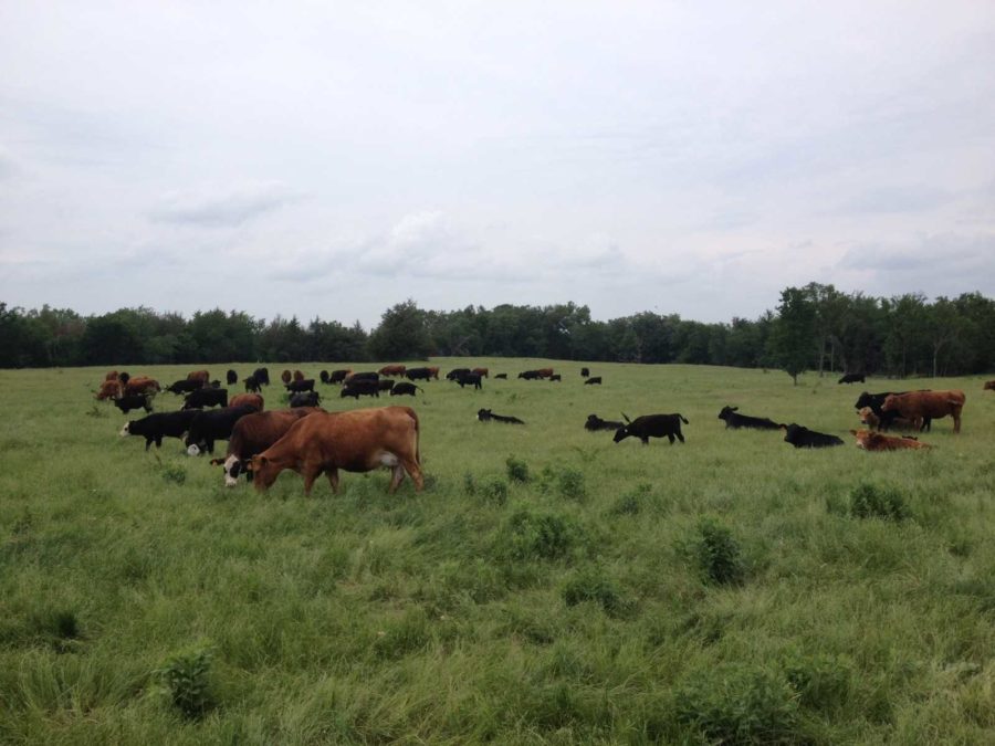On their large tract of land, the Kelly family raises dozens of cows