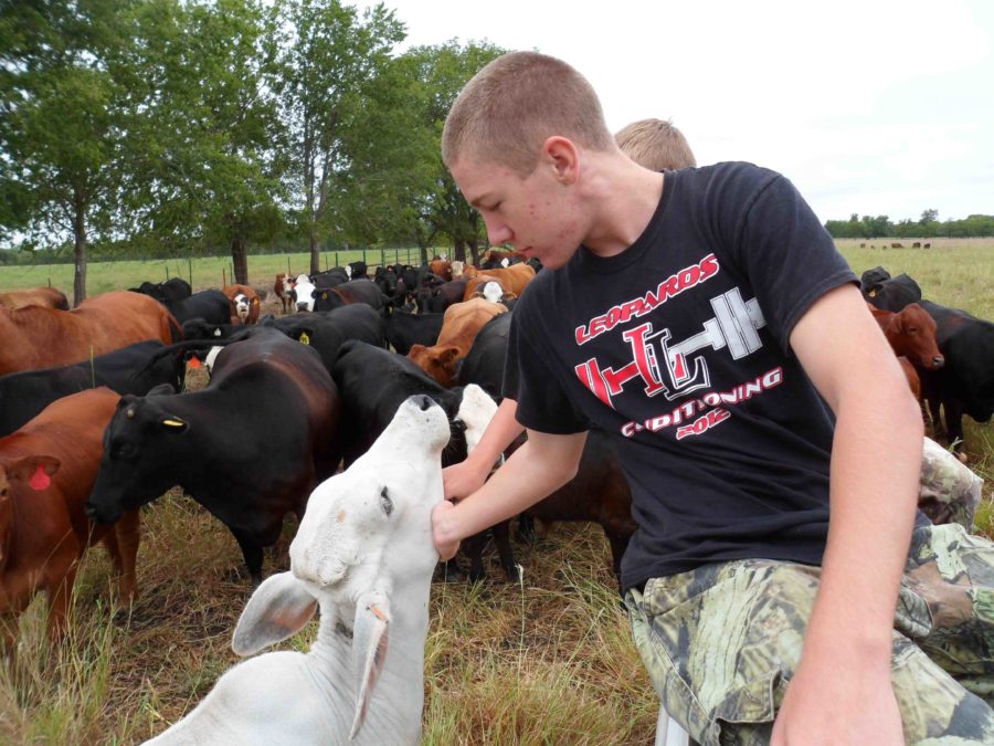Junior Cason Kelly petting one of his familys cows, on the farm where they raise and sell cattle and meat. 