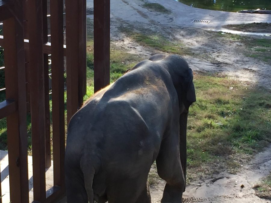 The National Zoo has seven Asian Elephants.  One of the zoos young male elephants is Kandula, the fifth one to be born through artificial insemination.