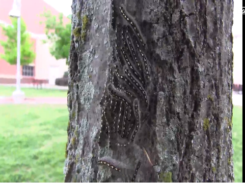 Just weeks ago, the courtyard was filled with caterpillars and life as they occupied the trees. Now, after spraying pesticide, all the caterpillars are dead.