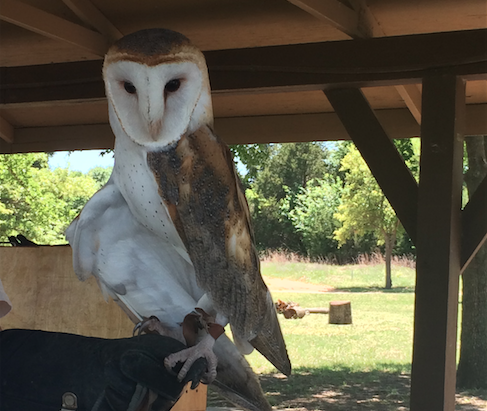 Celebrating its 10 year anniversary this year, local Blackland Prairie Raptor Center protects birds of prey such as Willie the barn owl, pictured above.
