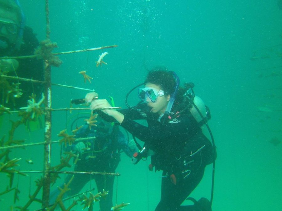 Senior Mayra Yundt-Pacheco helps put together a new colony of coral off the coast of Florida.