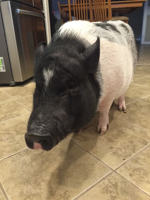 The Schubert family, like many other families in the district, share their home with beloved pets. However, the Schuberts have a pet pig, as opposed to the usual dog or cat, going by the name of Bella. 