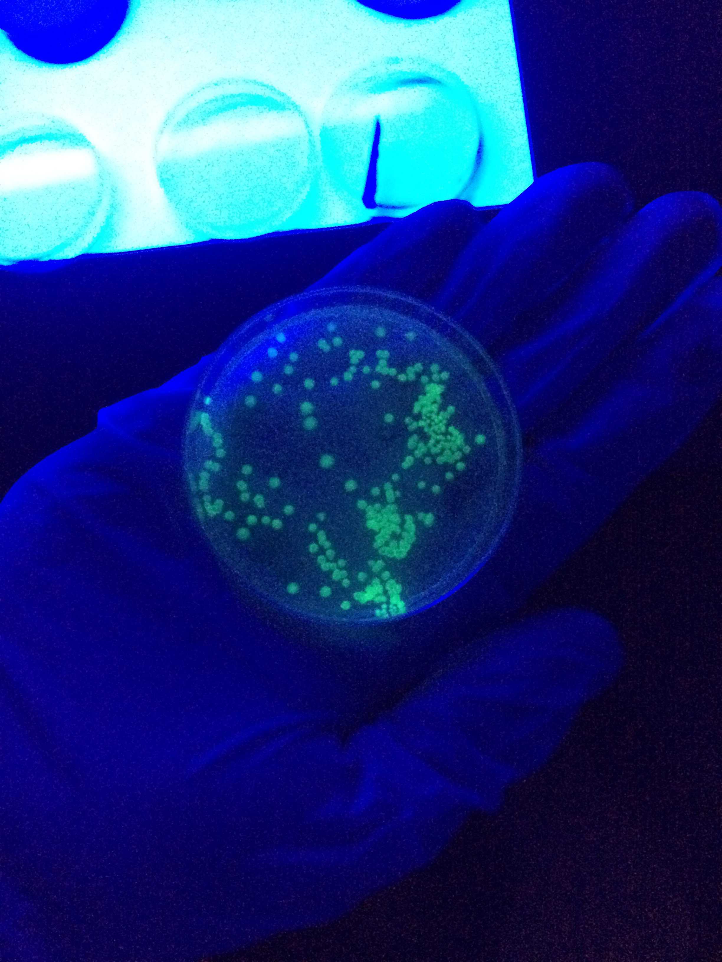 The LB-Ampicillian-Arabinos plate displayed glowing bacteria following the first experiment, a bacterial transformation, that John Yundt-Pacheco helped with.