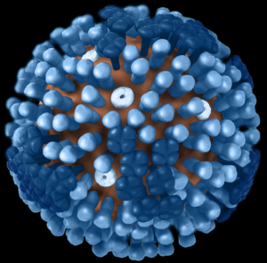 Influenza type B has swept the campus in the past week, leading in more than 25 flu-related absences.