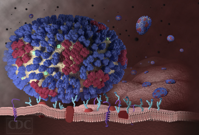 Influenza+type+B+has+swept+the+campus+in+the+past+week%2C+leading+in+more+than+25+flu-related+absences.