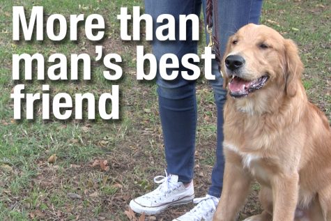 Video: More than man’s best friend