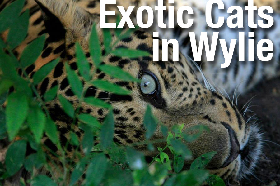 Video: Exotic cats in Wylie