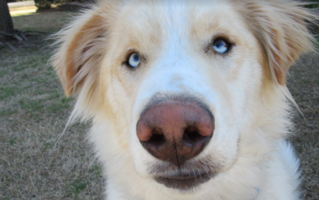 Staff Reporter Madeline Sanders shares on why adopting dogs from shelters is beneficial to both the human and the dog. Featured above is Finn, her dog that was adopted in October.