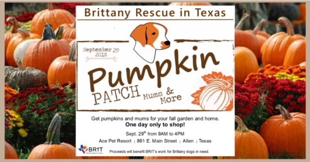 Brittany Rescue in Texas is hosting a pumpkin patch with the purpose to "[provide] help to Brittanys dogs in need." 
