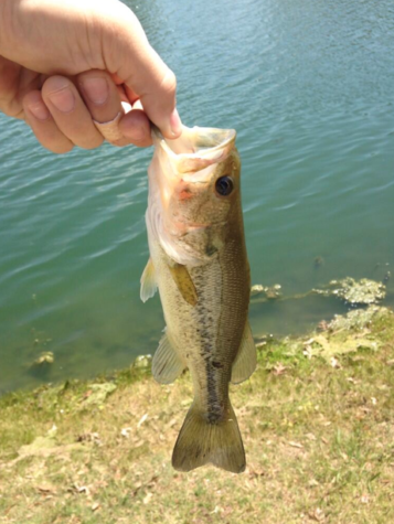 Fishing to compete in first tournament