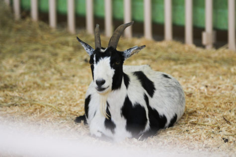 Goats were a feature at the petting zoo with multiple goat enclosures. 
