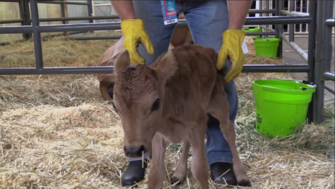 Video: Exhibit showcases newborn animals