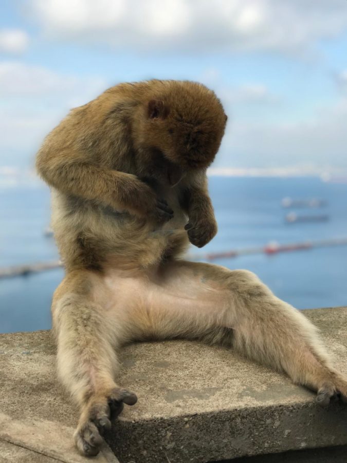 A small monkey sits on a ledge overlooking the ocean on the Rock of Gibraltar. The area in southern Spain is known for the population of wild barbary monkeys.