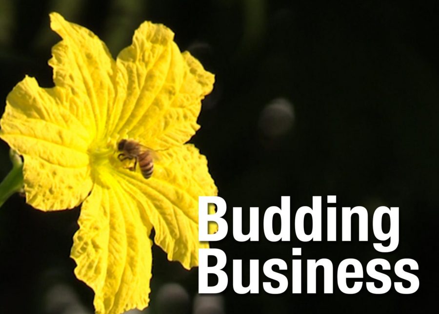 Leopard Spotlight #2 2020-2021: Budding Business