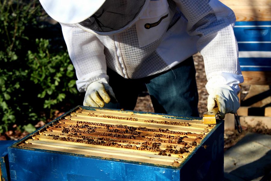 Sophomore+Gabriel+Ezell+tends+to+his+beehive.+Ezell+has+been+beekeeping+with+his+mom+and+the+two+each+have+a+hive.+