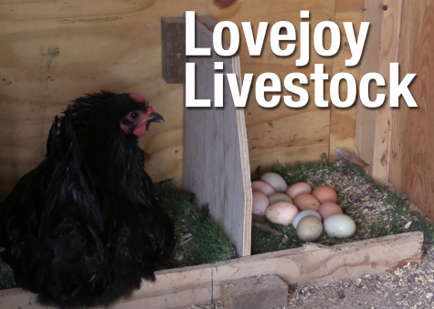VIDEO: Lovejoy Livestock 
