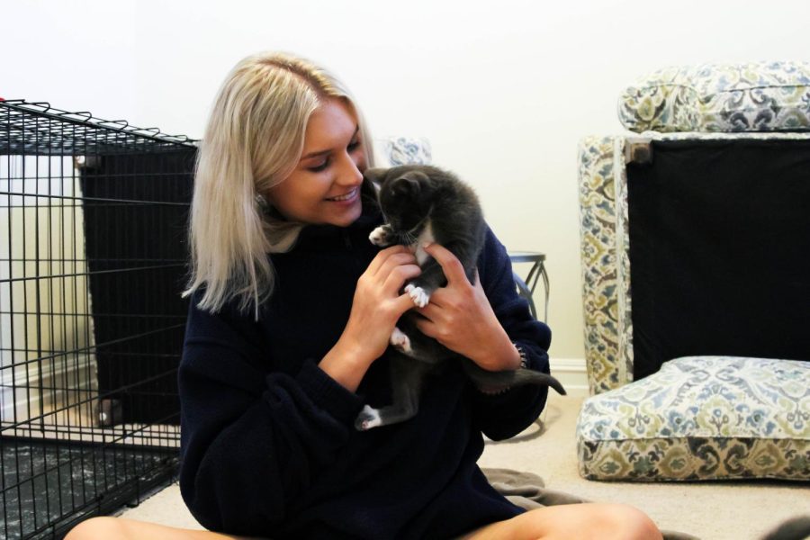 Senior Olivia Miller holds and plays with her kitten, Rain. Miller is fostering three kittens for her senior project. 